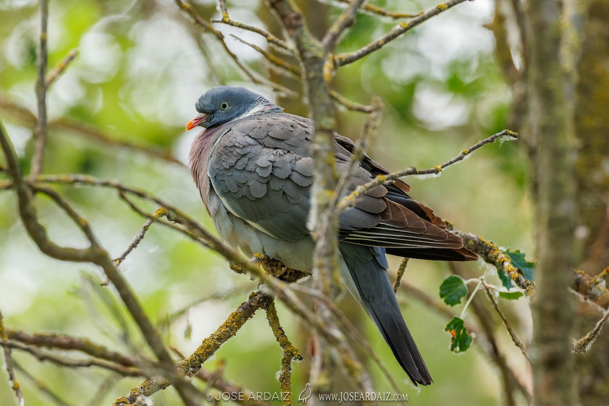 Common Wood-Pigeon - José Ardaiz Ganuza