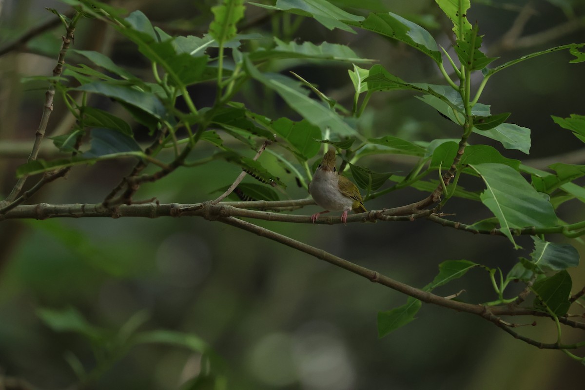 White-bellied Erpornis - Chi-Hsuan Shao