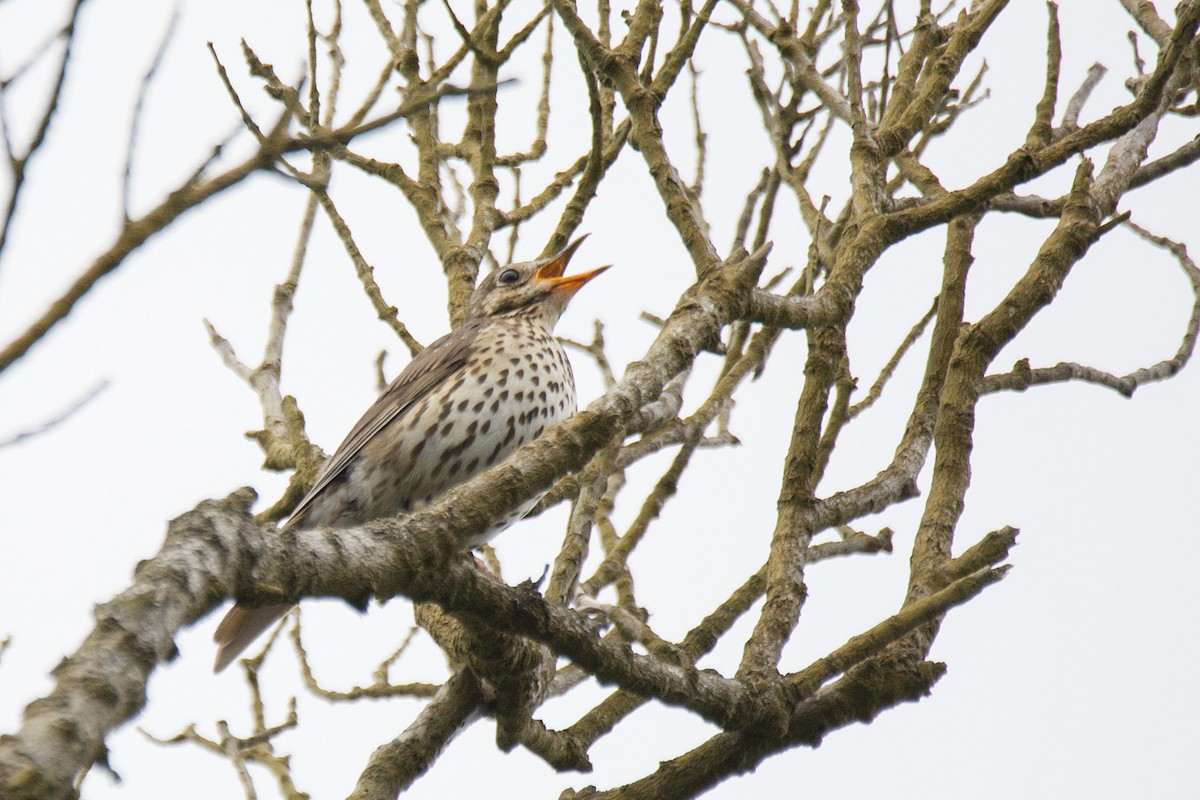 Song Thrush - ML620444169