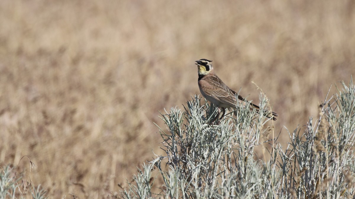 Horned Lark - ML620444178