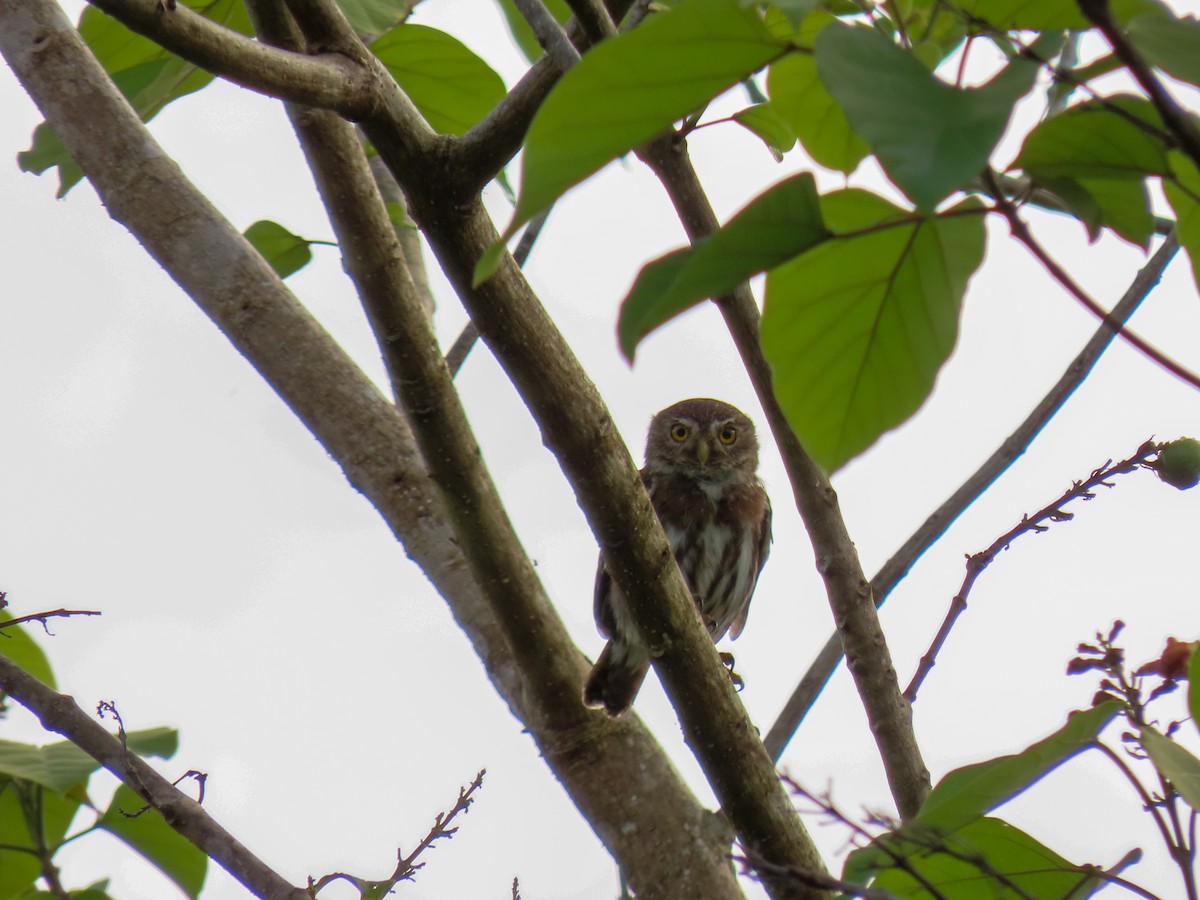 Ferruginous Pygmy-Owl - ML620444179