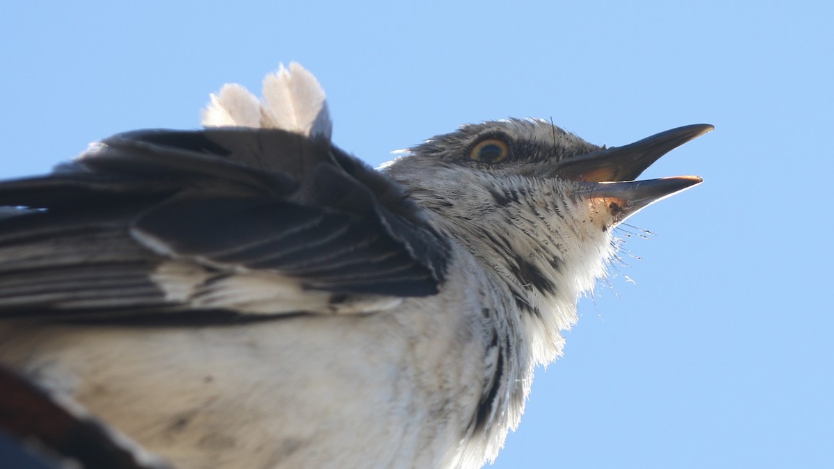 Northern Mockingbird - ML620444182