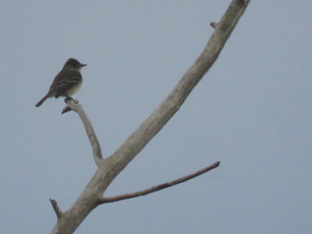 Willow Flycatcher - ML620444183