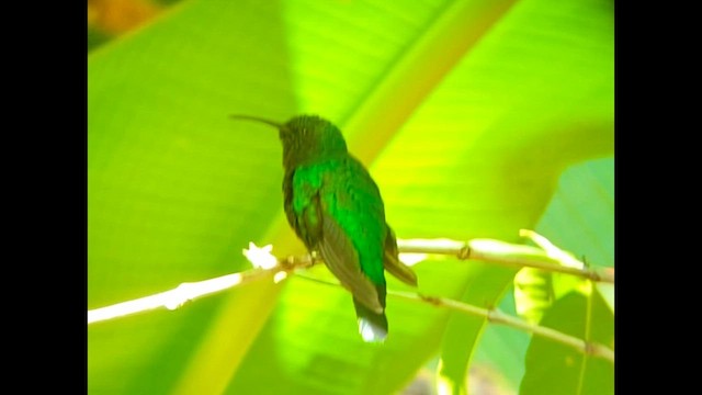 kolibřík tyrkysový - ML620444184