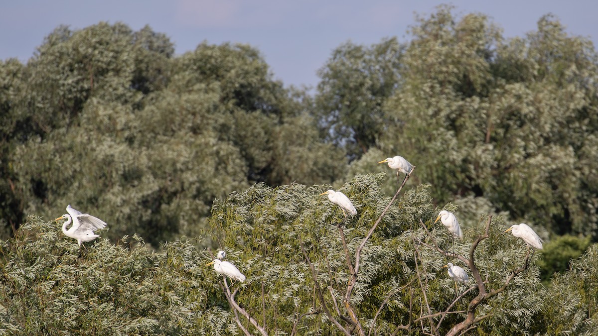 Great Egret - ML620444186