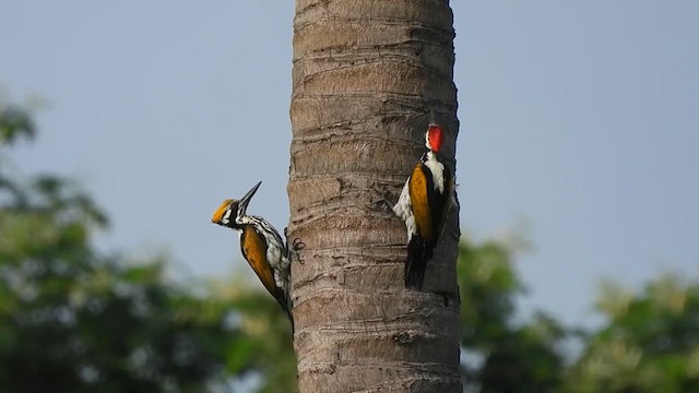 White-naped Woodpecker - ML620444187