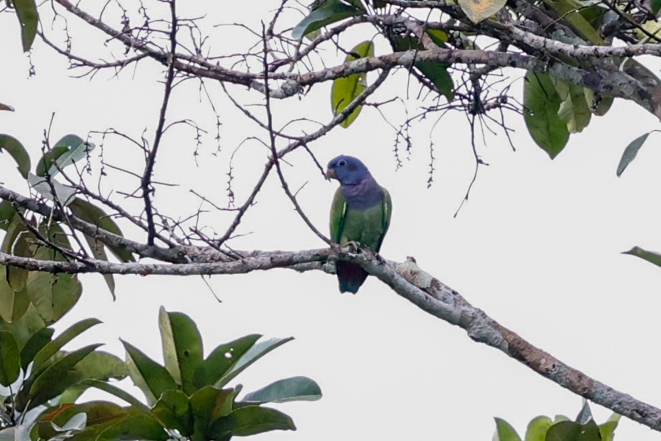 Blue-headed Parrot (Blue-headed) - ML620444191