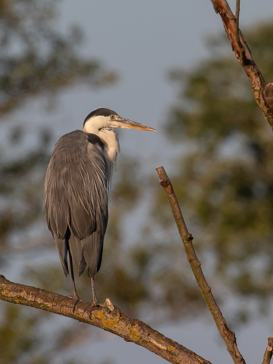 Gray Heron - ML620444194