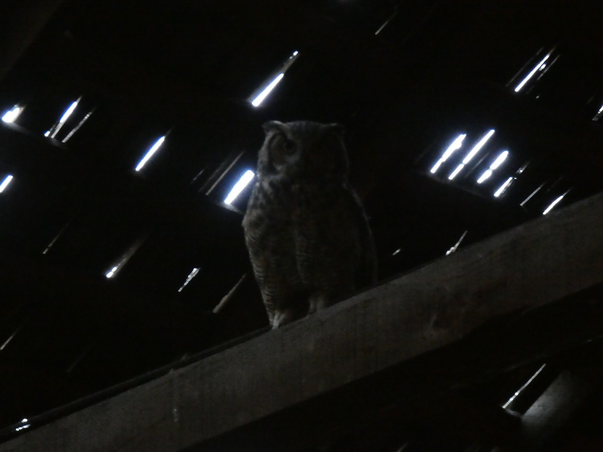 Great Horned Owl - ML620444202