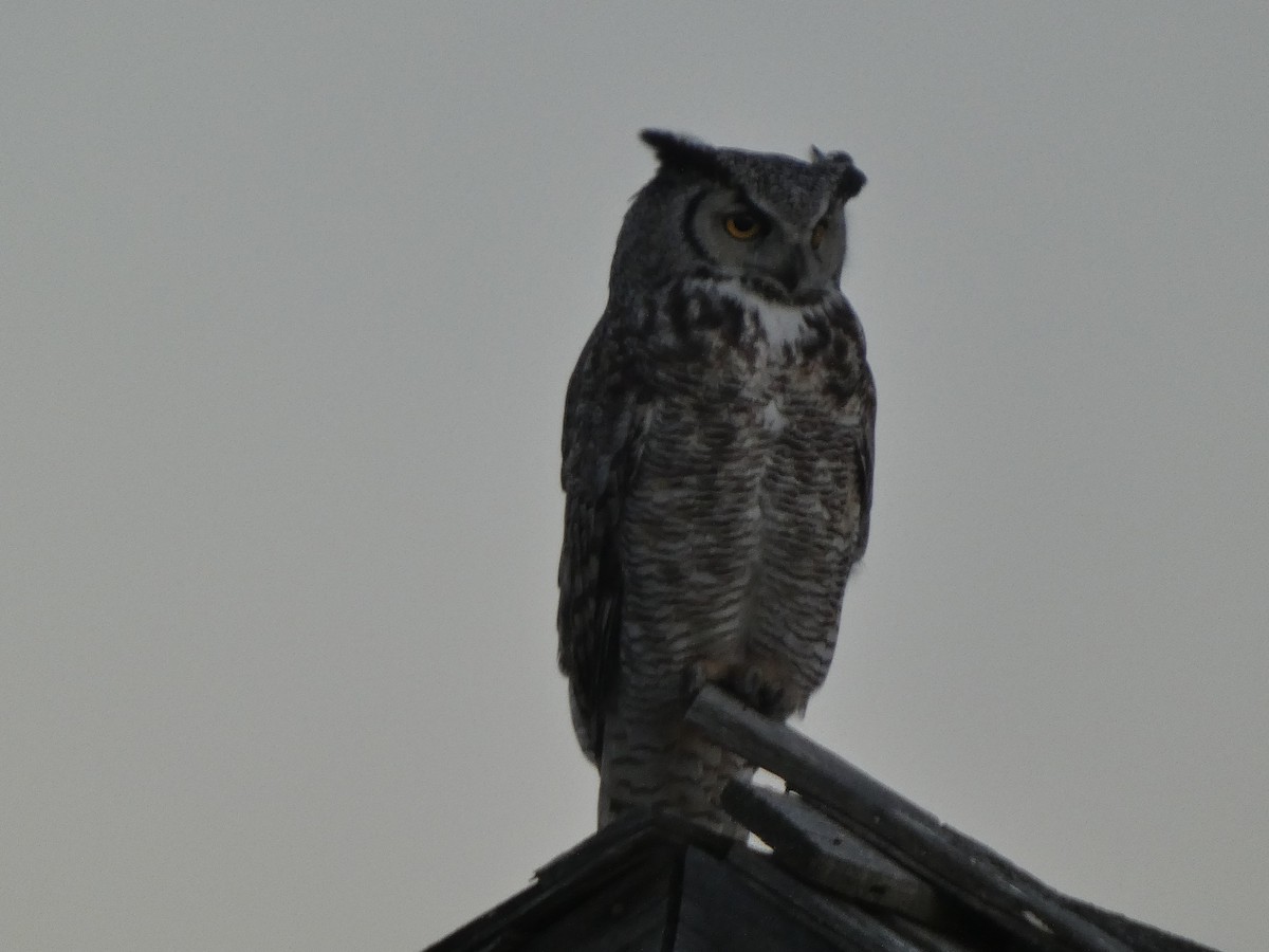 Great Horned Owl - ML620444203
