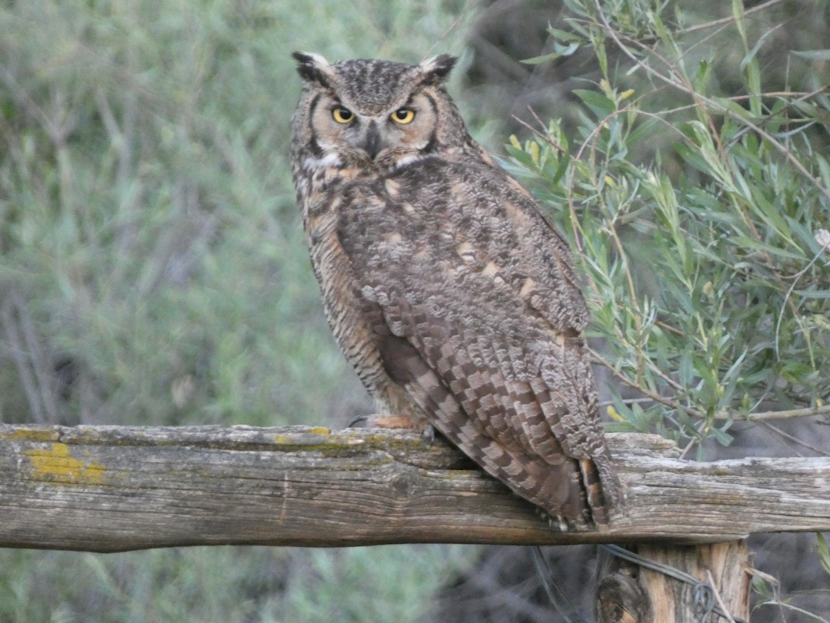 Great Horned Owl - ML620444204