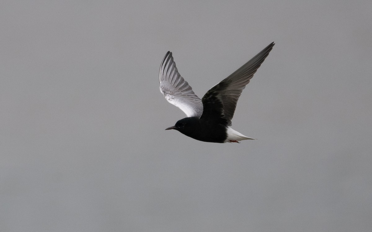 White-winged Tern - Emmanuel Naudot