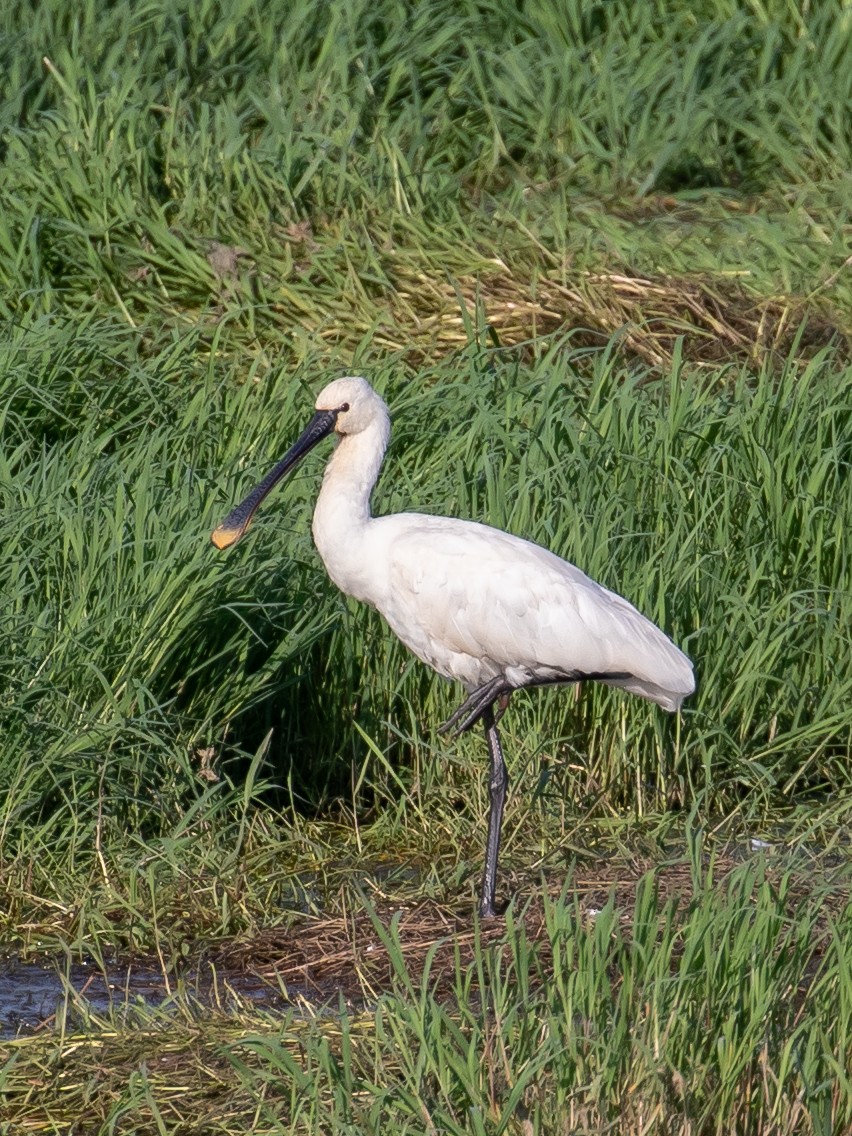 Eurasian Spoonbill - ML620444213