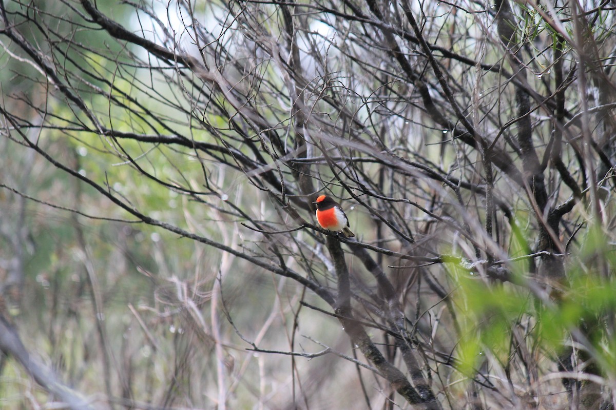 Red-capped Robin - ML620444220