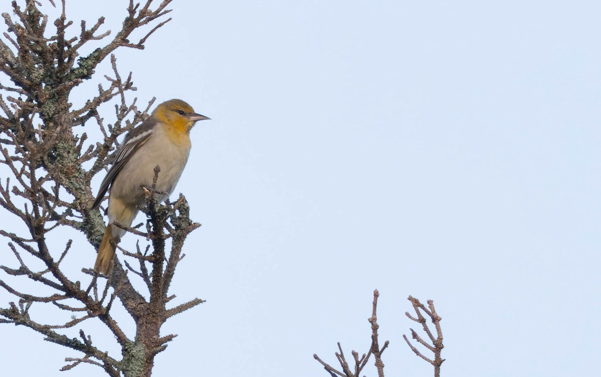 Bullock's Oriole - ML620444221