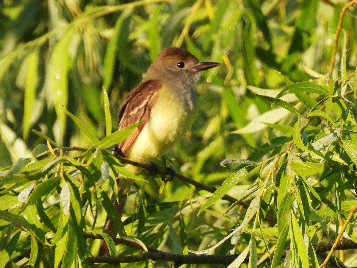 Great Crested Flycatcher - ML620444224