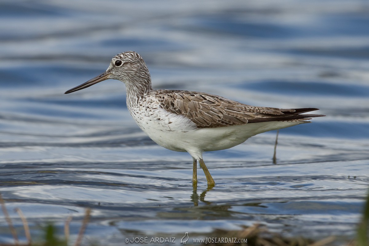 Common Greenshank - José Ardaiz Ganuza