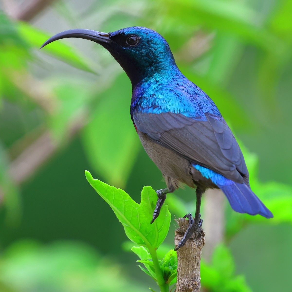 Loten's Sunbird - ML620444229