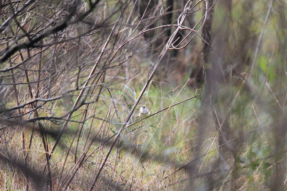 Double-barred Finch - ML620444242