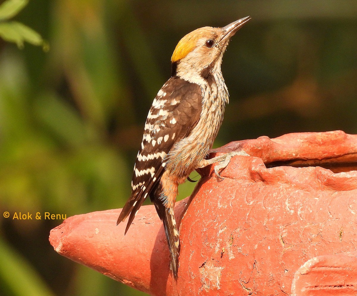 Brown-fronted Woodpecker - ML620444254