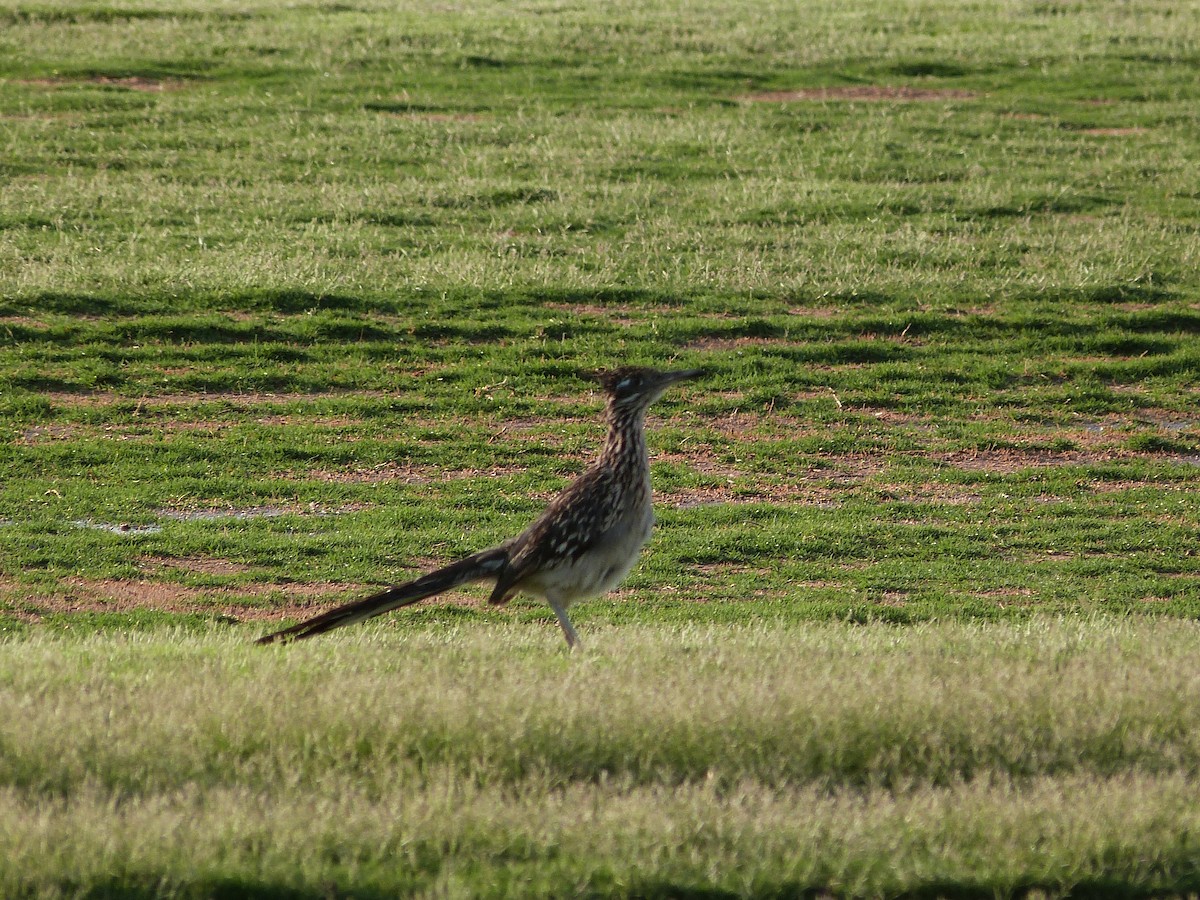 Greater Roadrunner - ML620444259