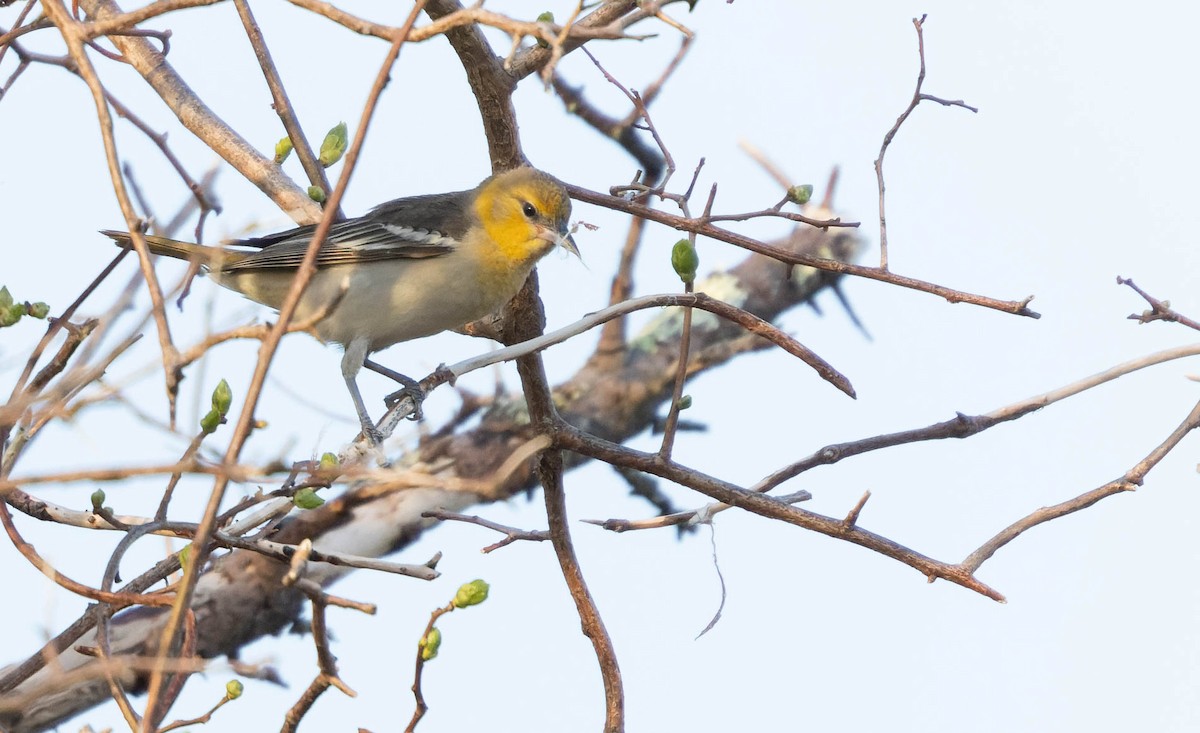 Bullock's Oriole - Luke Seitz