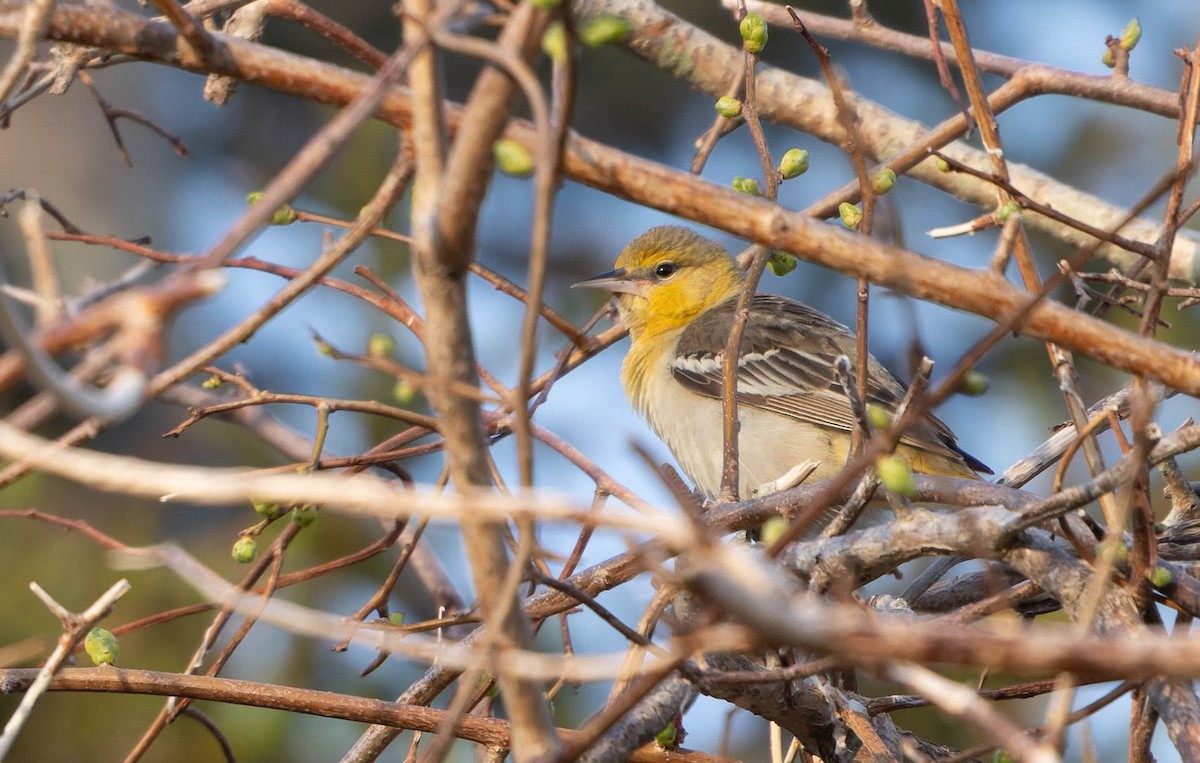 Bullock's Oriole - ML620444268