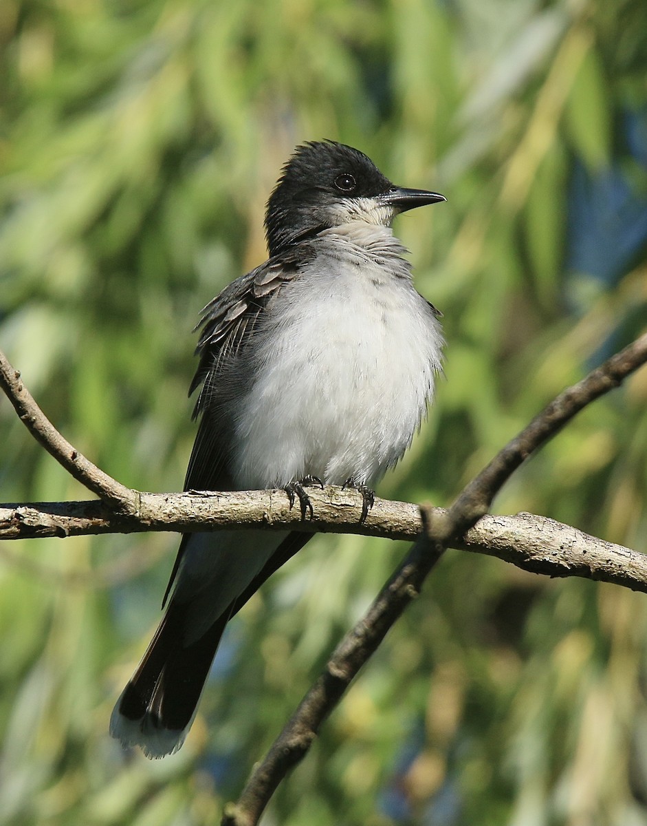 Eastern Kingbird - Howard Patterson