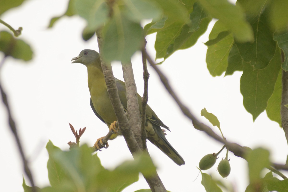 Yellow-footed Green-Pigeon - ML620444277