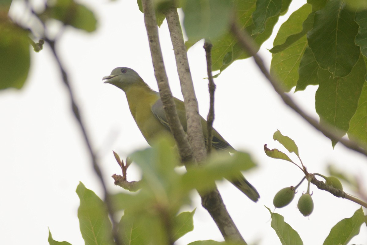 Yellow-footed Green-Pigeon - ML620444278