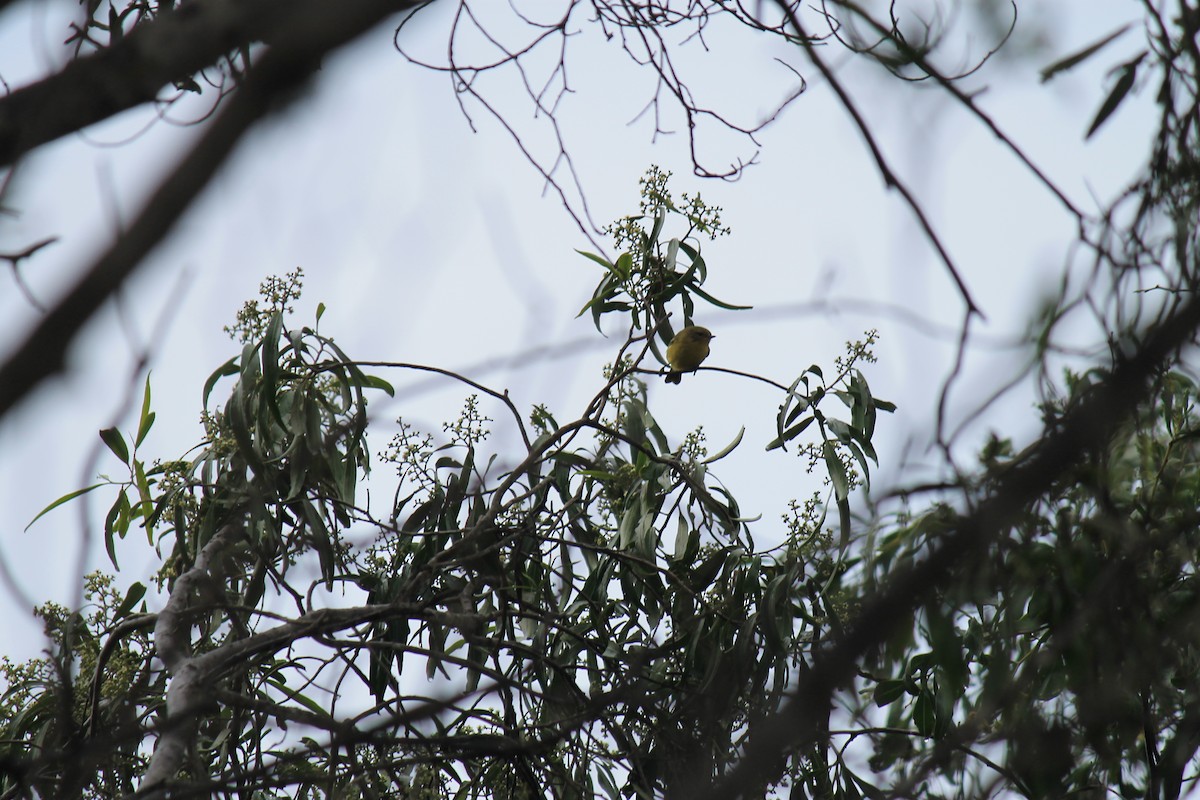 Yellow Thornbill - ML620444279