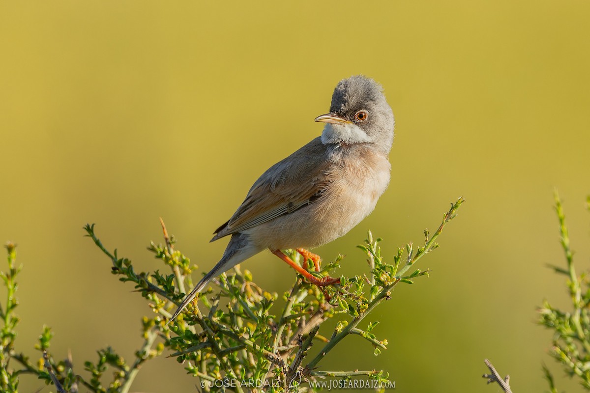 Spectacled Warbler - ML620444288