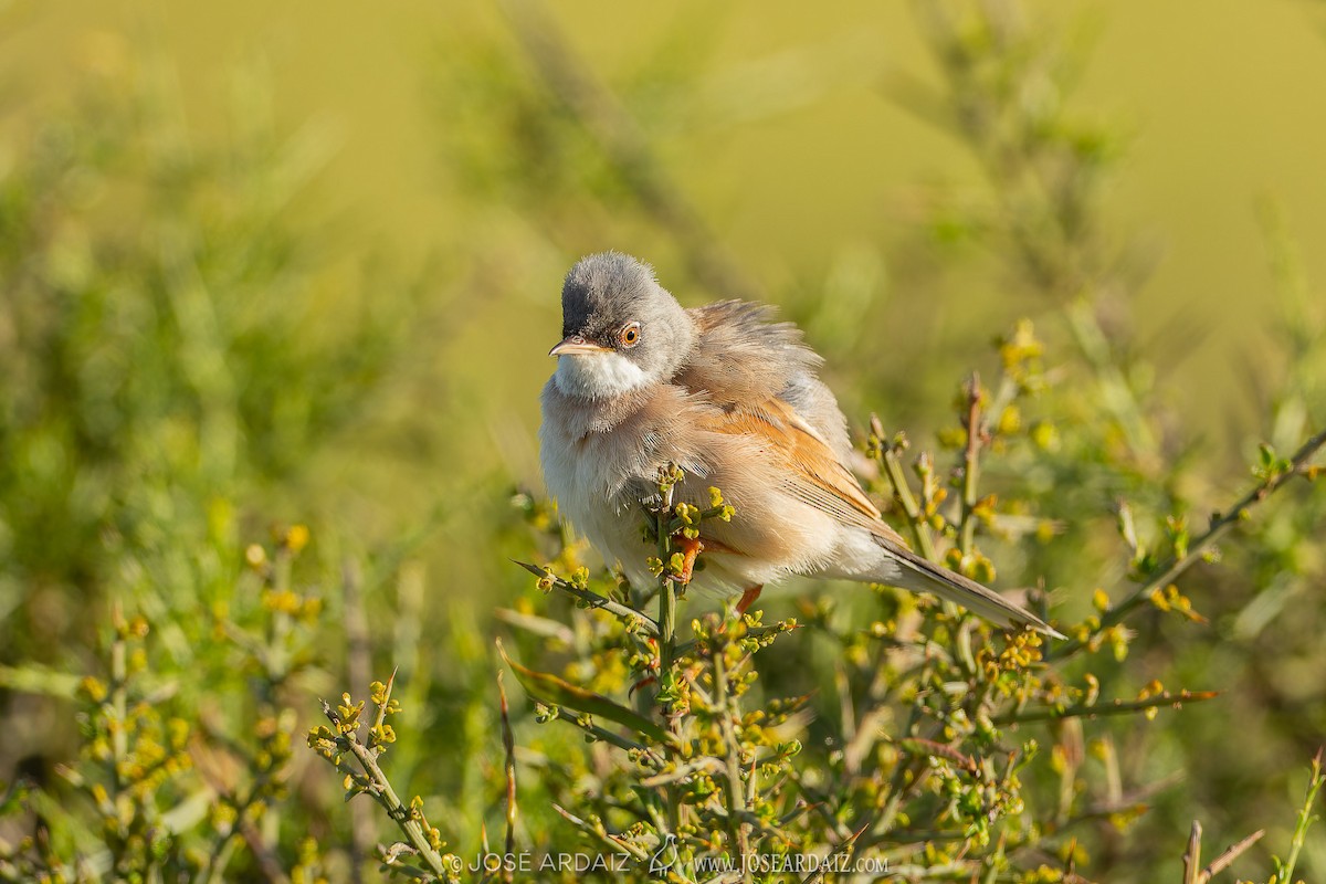 Spectacled Warbler - ML620444289