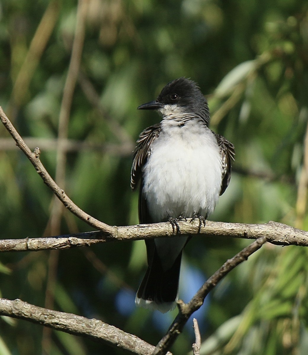 Eastern Kingbird - ML620444299