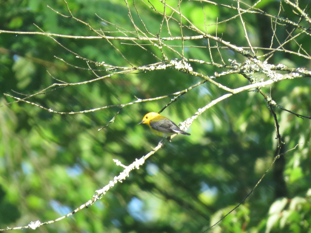 Prothonotary Warbler - ML620444301