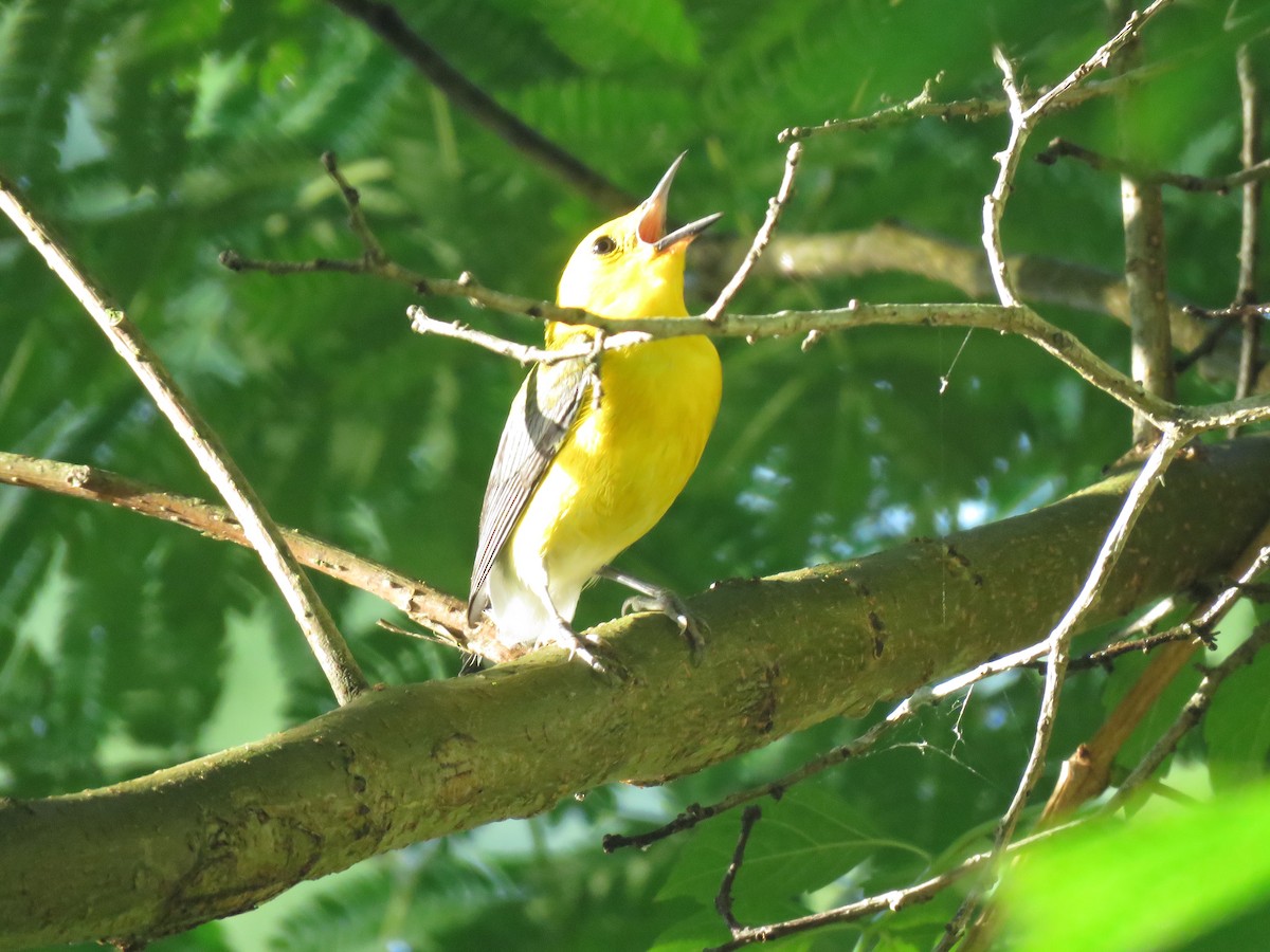 Prothonotary Warbler - ML620444302