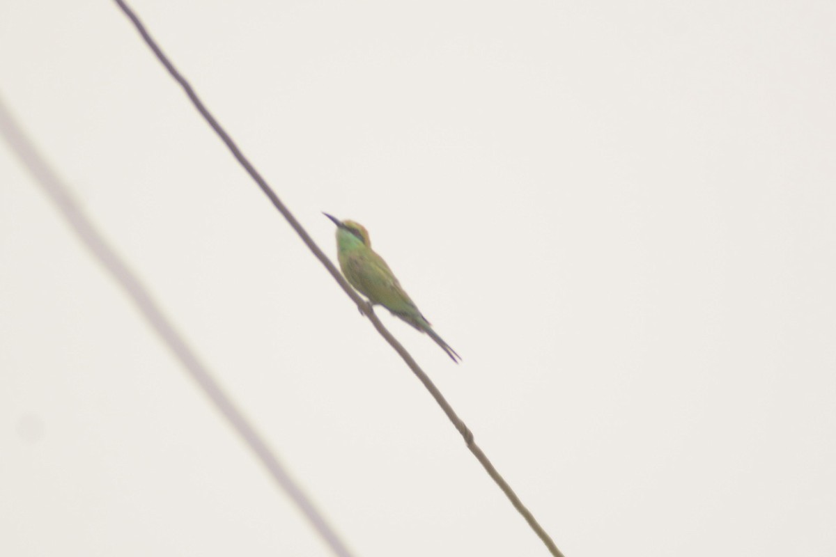 Asian Green Bee-eater - ML620444309