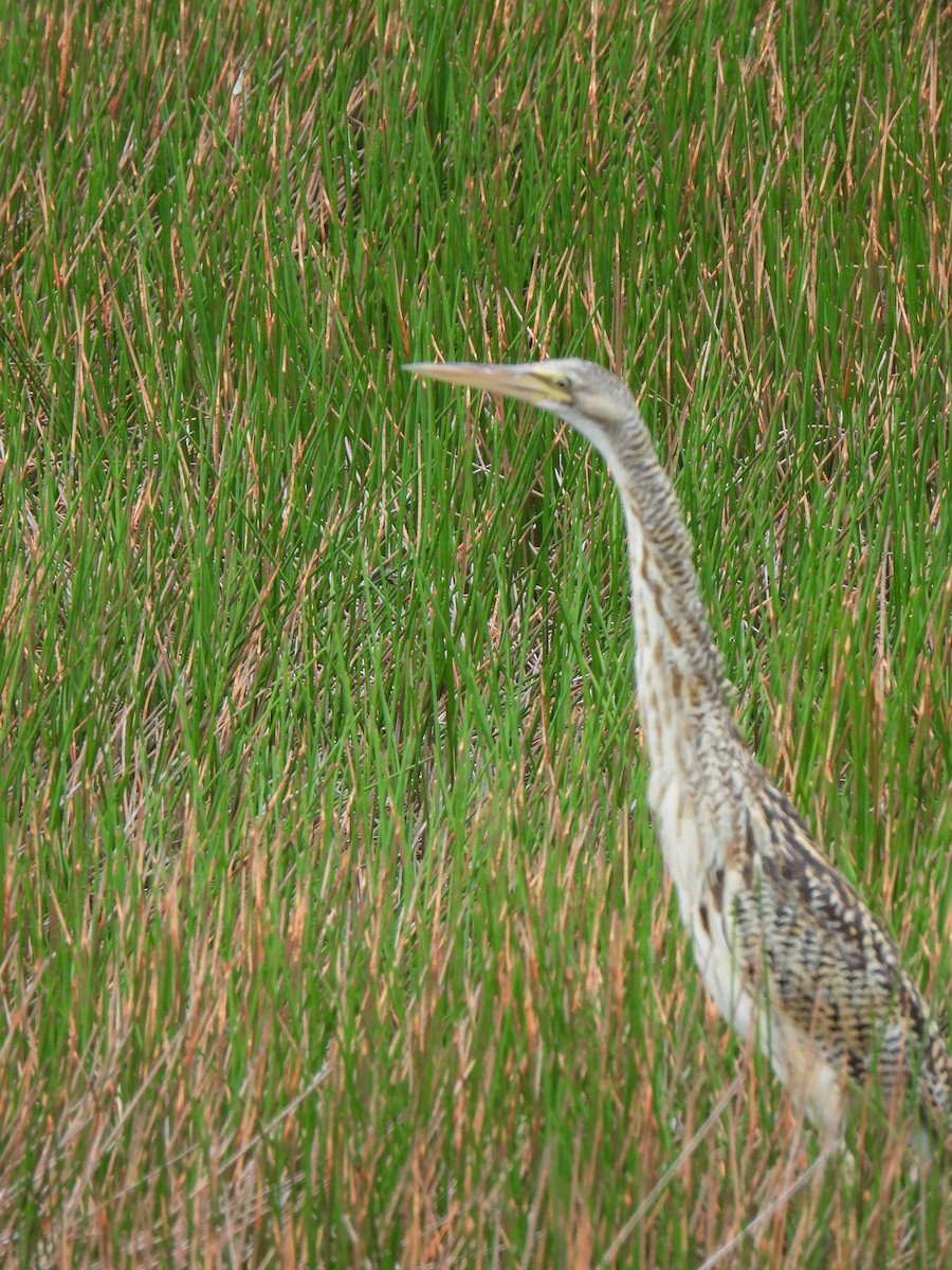 Pinnated Bittern - ML620444331