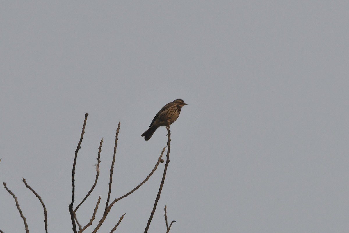 Olive-backed Pipit - ML620444340