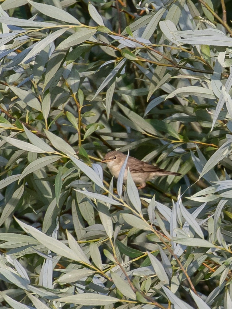 Eastern Olivaceous Warbler - Milan Martic