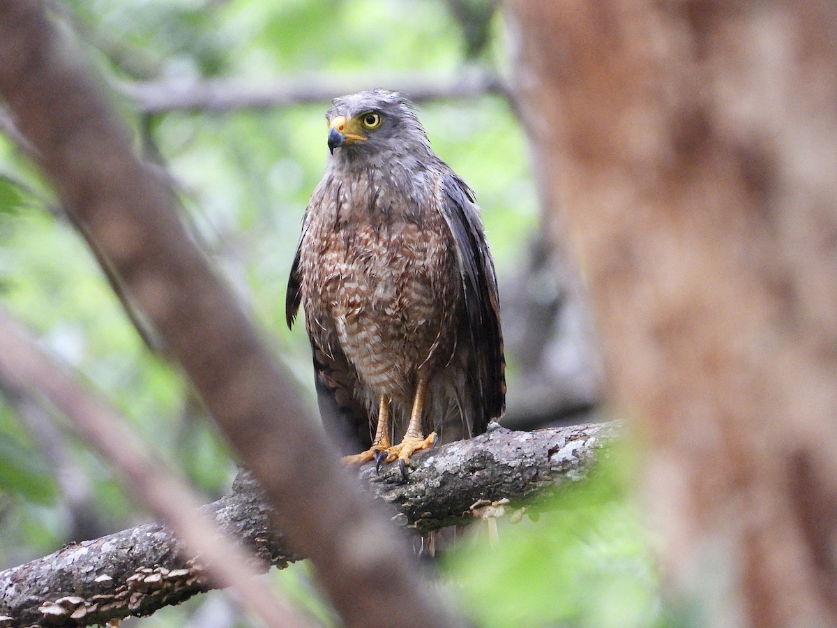 Roadside Hawk - ML620444353