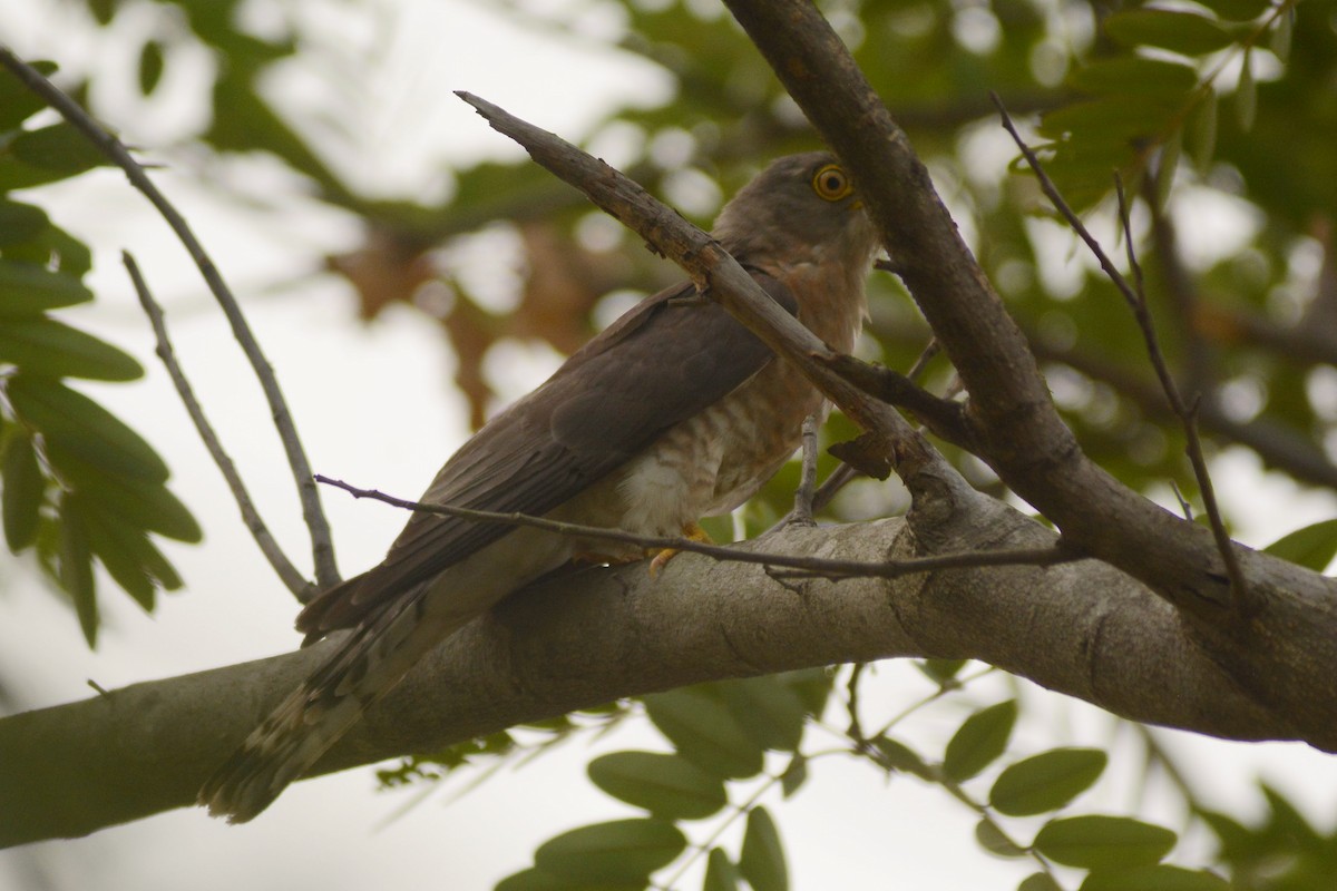 Common Hawk-Cuckoo - ML620444354