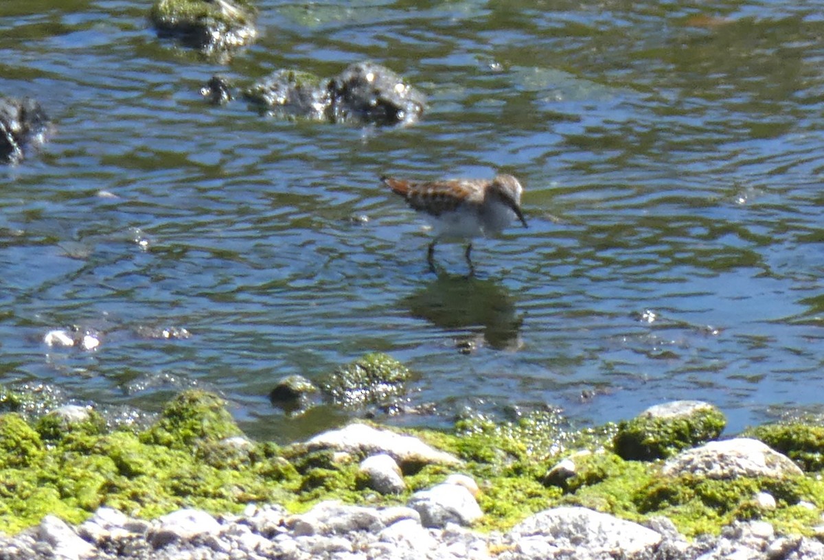 Little Stint - ML620444363