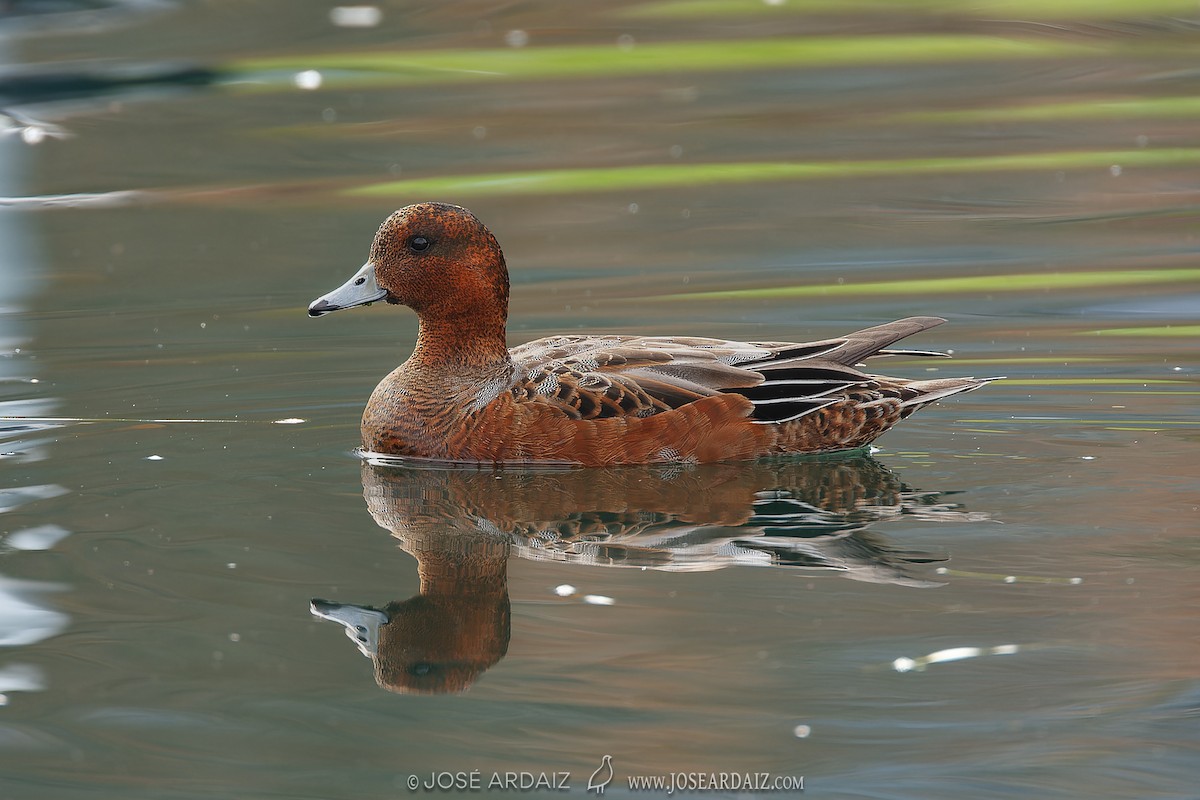 Eurasian Wigeon - ML620444364