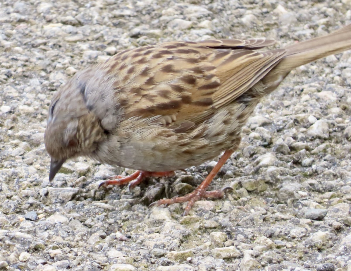 Dunnock - ML620444365