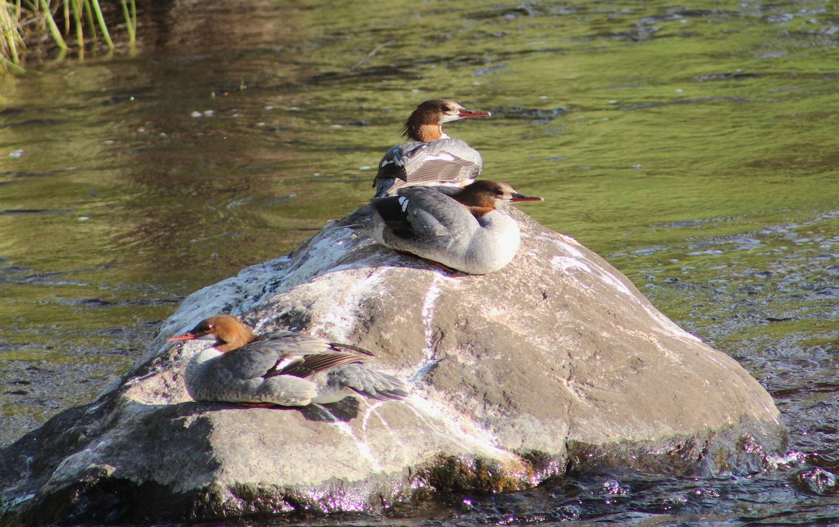 Common Merganser - ML620444366