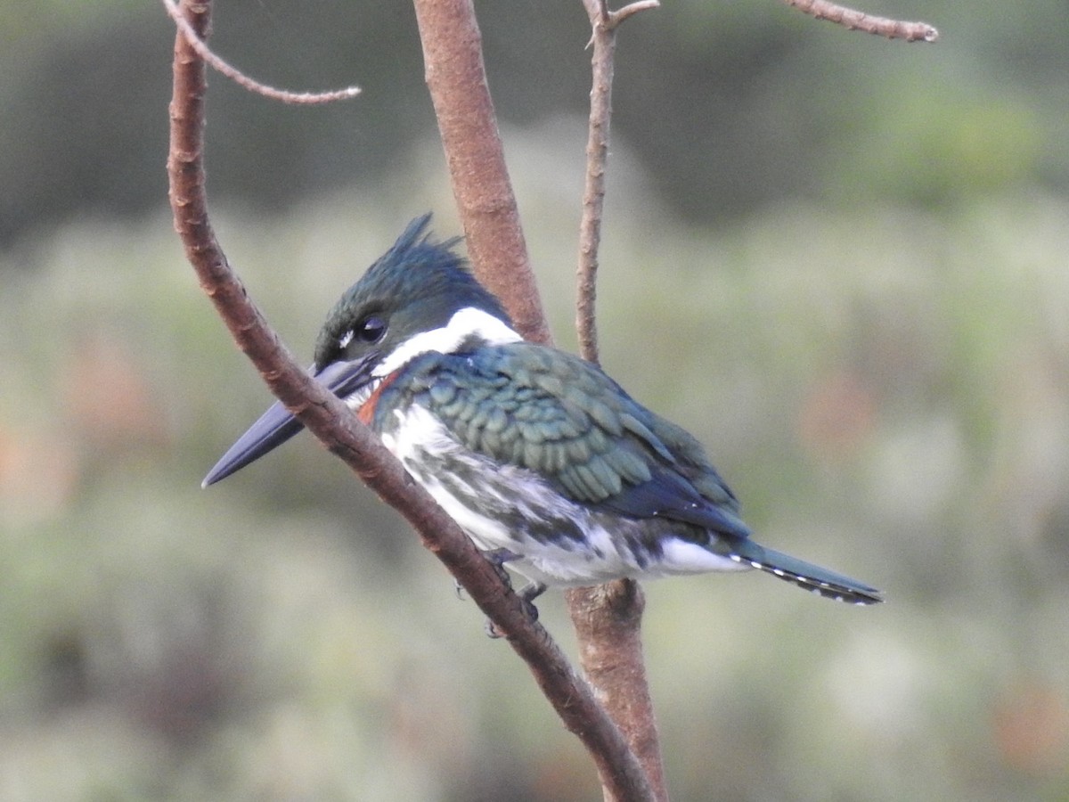 Amazon Kingfisher - Leonardo Bordin