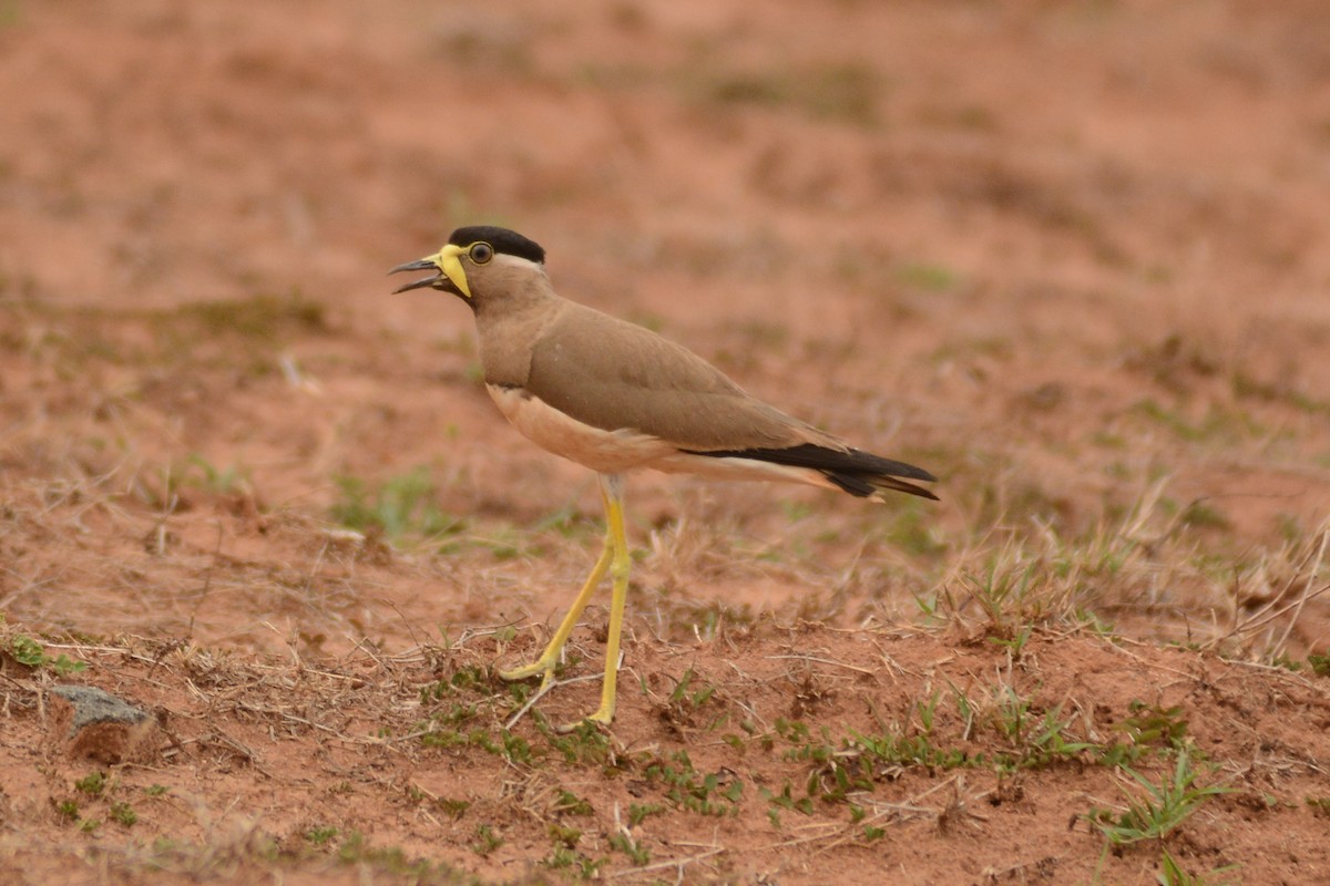 Yellow-wattled Lapwing - ML620444394