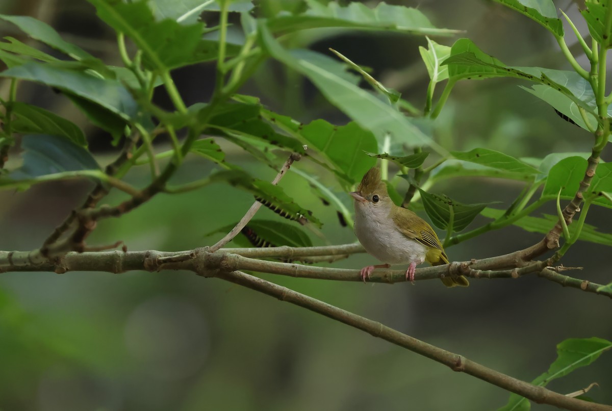 White-bellied Erpornis - ML620444398