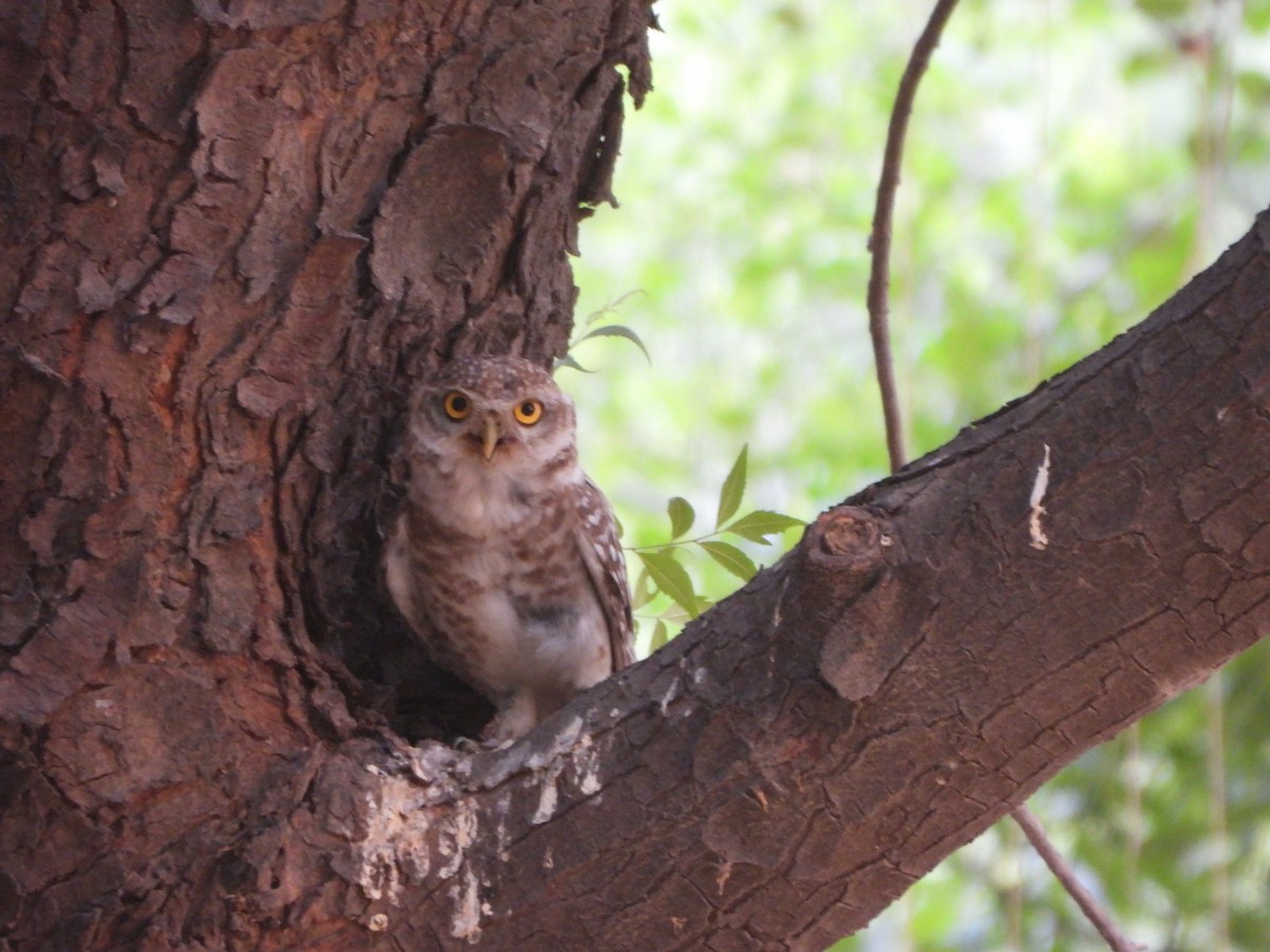 Spotted Owlet - ML620444413